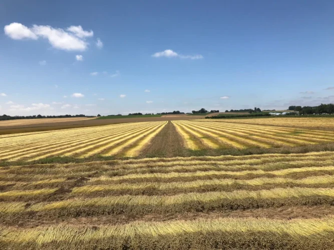 Champ agricole en Normandie et enjeux juridiques des exploitants