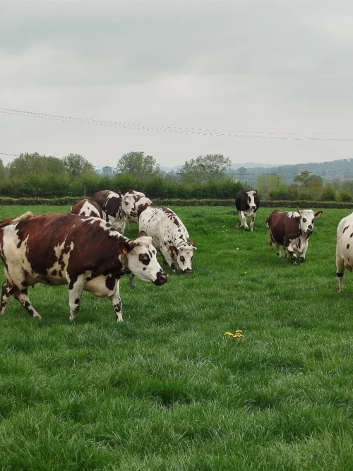 Élevage de vaches normandes et droit rural des exploitations agricoles